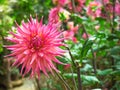 Dahlia flowers - Dahlias extend the summer flowering season and often last until the first frosts.